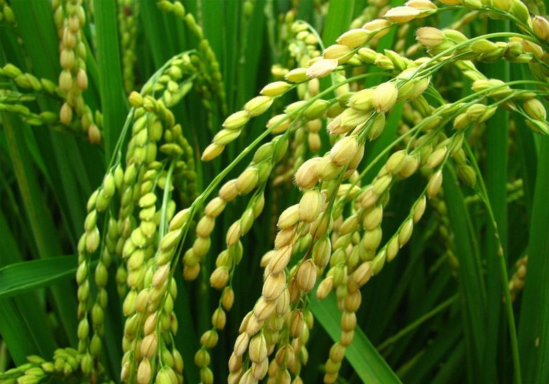 水稻增产组合方案